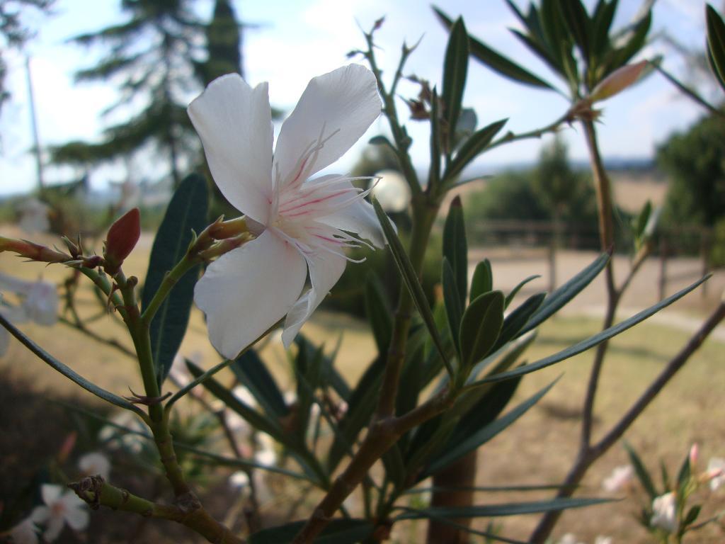 Agriturismo Podere Selvette Campagnatico ภายนอก รูปภาพ