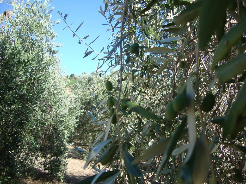 Agriturismo Podere Selvette Campagnatico ภายนอก รูปภาพ